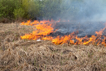 fire in the steppe, dry grass is burning