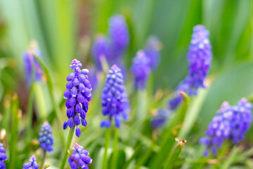 flowering muscari, blue muscari in the garden among green grass