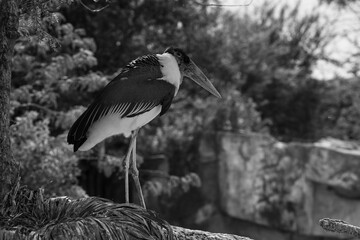 photographs of African vultures in their natural habitat in the middle of nature