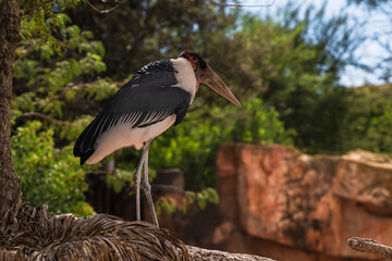 photographs of African vultures in their natural habitat in the middle of nature