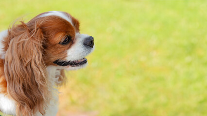 Poster with cute cavalier king charles spaniel dog on a light green background with copy space for text