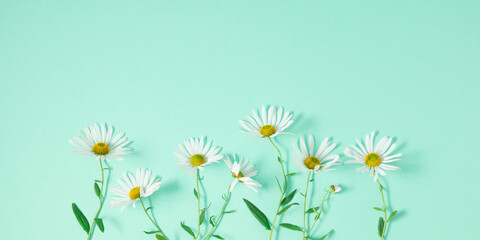 Beautiful flowers composition. Daisy pattern, spring and summer chamomile white  flowers on pastel mint background. Flat lay, top view, copy space
