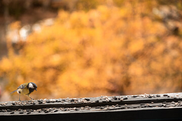 Hungry Great tit on a balcony. Birdwatching over the window glass.  Yellow wild bird with black feathers looking for food. Orange autumn background.