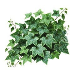 Fototapeta premium Green Ivy Plant with Lush Leaves Isolated on Transparent Background