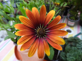 Orange osteosputmum daisy flower