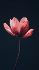 Beautiful floral detail captured black backdrop artistic photography image