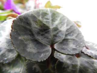 Close up of patterned Cyclamen leaves 