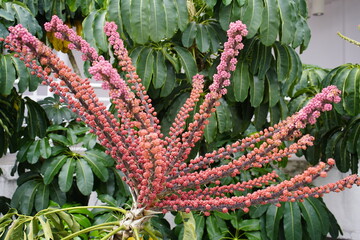 Schefflera actinophylla, also called large-leaved Schefflera, umbrella tree or Queensland aralia,...