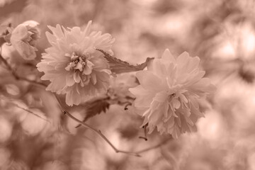 Beautiful flowers on blurred bokeh background