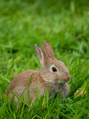 A Wild Rabbit Feeding on Grass