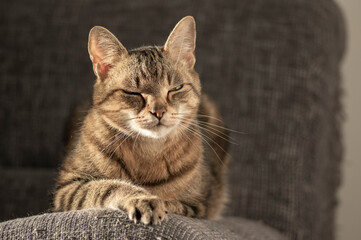 Lazy marbe domestic cat on gray sofa, eye contact, cute smart lime eyes on tabby face, handsome boy