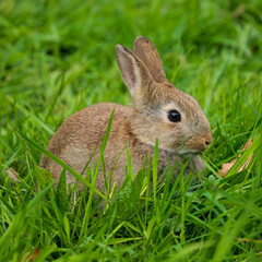 A Wild Rabbit Feeding on Grass