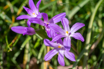 Scilla luciliae blue small springtime flowers in the grass, close up view bulbous flowering plant
