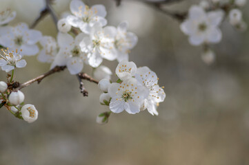 Prunus domestica italica greengages plums tree in bloom, beautiful rich flowering branches in springtime