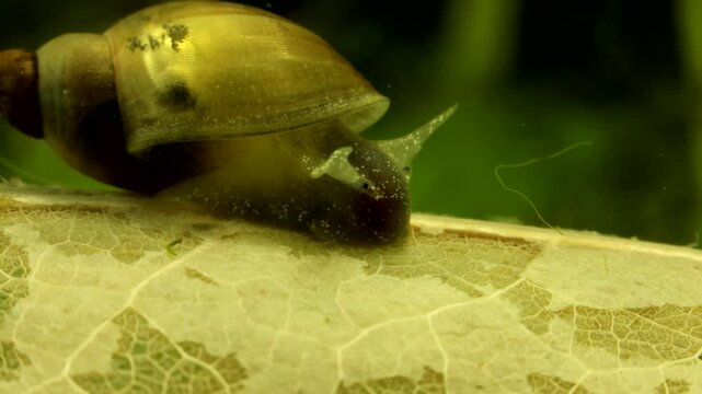 Snail (Lymnaeidae: Stagnicola elodes) underwater in a pond, feeding on and skeletonizing a dead leaf, macro close-up, side view 1.