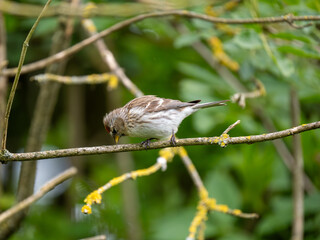 Common Redpoll on a Branch