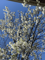 white tree blossom
