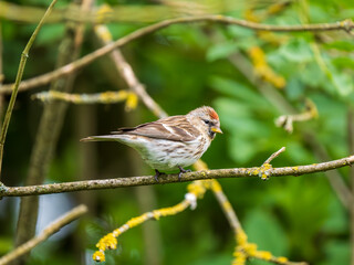 Common Redpoll on a Branch