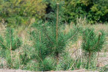Plantation of young pine seedlings or conifers tree grow. Newly planted pine forest. Forestry of...