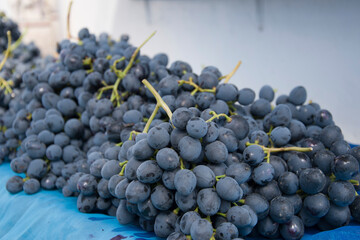 Harvesting. Ripe bunches of dark grapes.