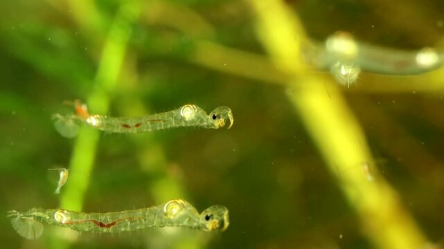 Phantom Midge larva (Chaoborus sp.) underwater in a pond, drifting slowly downward, moderate macro with other subjects and copepods visible in the background.