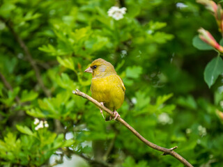 Greenfinch Perched on a Branch