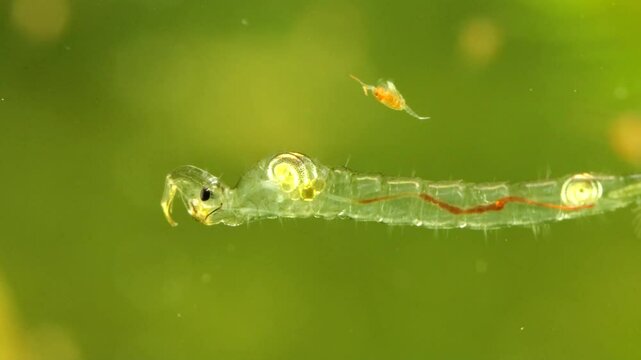 Phantom Midge larva (Chaoborus sp.) underwater in a pond, drifting backward and to the right, macro close-up with copepod swimming by.