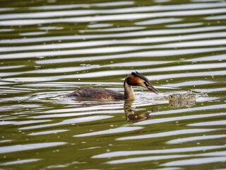 Great Crested Grebe With a Fish
