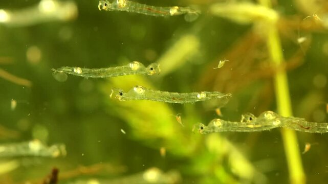 Phantom Midge larvae (Chaoborus sp.) underwater in a pond, drifting slowly and hunting, wide view with several subjects visible and copepods milling about.
