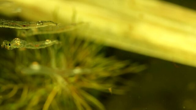 Phantom Midge larvae (Chaoborus sp.) underwater in a pond, drifting backwards through the frame, moderate macro close-up. 