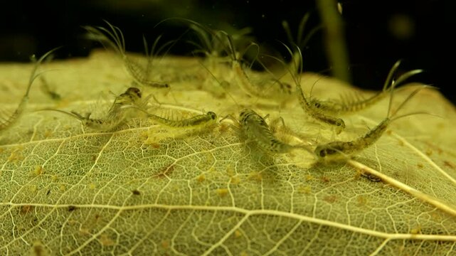 Mayfly nymphs (Callibaetis sp.) underwater in a pond, feeding on and skeletonizing a dead leaf, wide view 2.