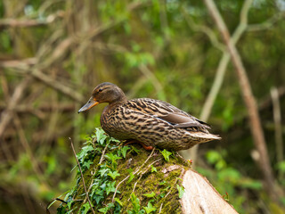 Female Mallard Duck on a Post