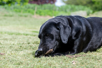 Photo of a black Labrador chewing a stick