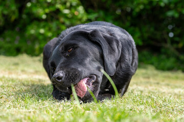 Portrait of a cute black Labrador chewing a stick