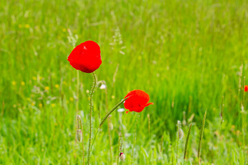 Red May poppy and other wild plants on a natural blurred green field background, selective focus
