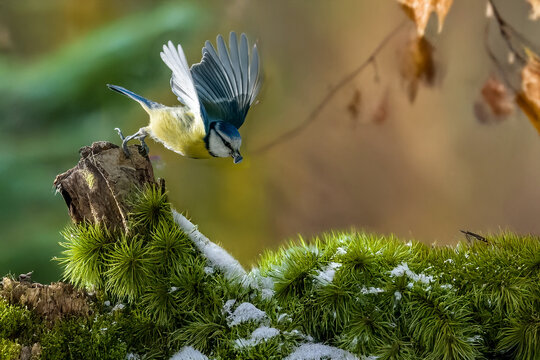 Una cinciarella (Cyanistes caeruleus) sbatte rapidamente le ali per trasportare un seme in un posto sicuro dove mangiarlo.