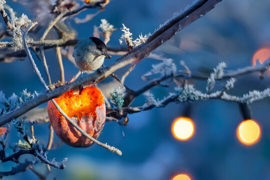 Una capinera (Sylvia atricapilla) appollaiata su un ramo sta per beccare la polpa di un cachi.