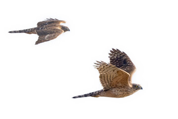 飛翔するオオタカの若鳥の切り抜き画像