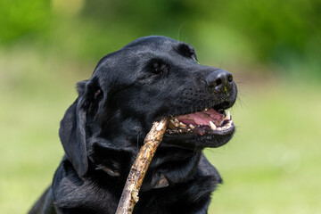 Portrait of a cute black Labrador chewing a stick