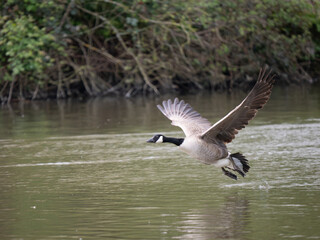 Fototapeta premium Canada Goose Taking Off on a Lake