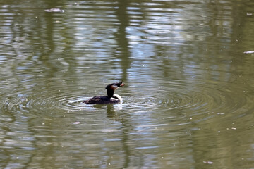 A Great Crested Grebe Is Gracefully Swimming With Ripples In A Calm Pond, Reflecting Natural Beauty And Serenity In Its Peaceful Environment.