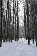 A Person Walks Alone Down A Snow-Covered Path In A Serene Forest, Surrounded By Tall Trees. The Bare Branches And Fresh Snow Create A Peaceful Winter Landscape.