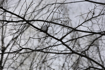 A Close-Up View Of Bare Branches Intricately Intertwined Against A Cloudy Winter Sky, Embodying The Essence Of The Serene Winter Season And Nature's Beauty.