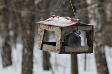 A Pigeon Perches Inside A Wooden Birdhouse Dusted With Snow, Amidst A Wintry Forest Setting. The Scene Highlights Tranquility And The Simplicity Of Nature In The Colder Months.