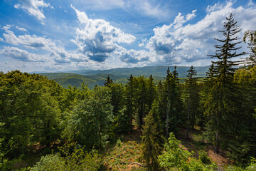 Scenic Mountain View in Lush Forest