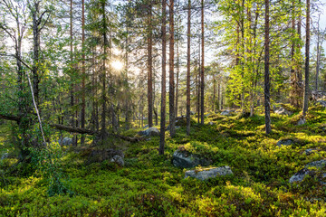 Fototapeta premium A coniferous forest with a lot of rocks on the ground during a summer evening in Salla National Park, Northern Finland