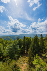 Scenic Mountain View in Lush Forest
