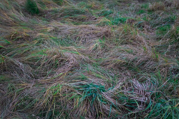 Thick grass lying in a chaotic pattern, as if bent by a strong wind. Various shades of green and yellow create a natural pattern.