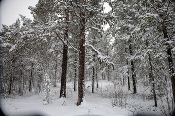 Arctic forest landscape shot in Kiruna, Swedish Lapland.