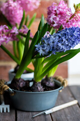 Easter spring home decor composition. Basket with blooming beautiful springtime bulbous pink and purple hyacinth flowers. Cozy countryside kitchen interior with brick wall, morning light